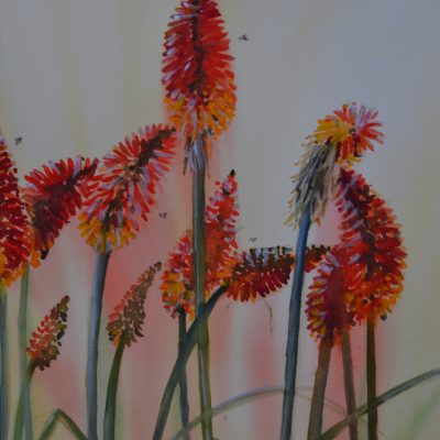 Red Hot Pokers- Watercolour; R1,950 framed 53.5x 72cm